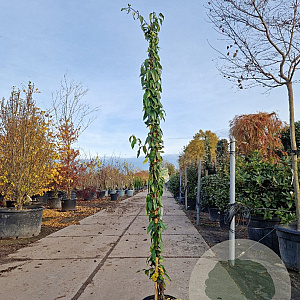 Lonicera henryi 'Copper Beauty' 200-250 cm 9L