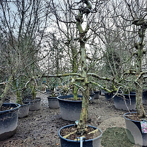 Malus d. 'Elstar' 50 cm container 30-35