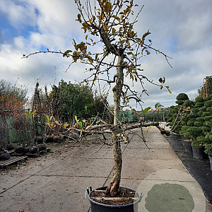 Malus d. 'Elstar' 50 cm container 30-35