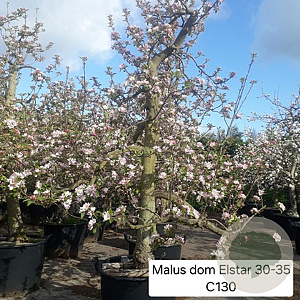 Malus d. 'Elstar' 50 cm container 30-35