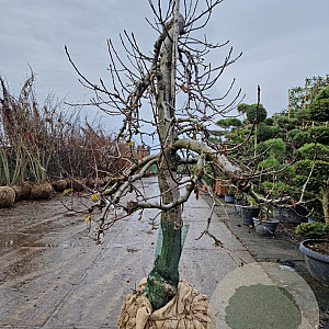 Malus d. 'Elstar' 50 cm stam container 40-50 extra