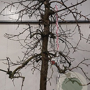 Malus d. 'Jonagold' 50 cm stam container 30-40