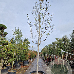 Magnolia 'Galaxy' 200 cm stam container 25-30