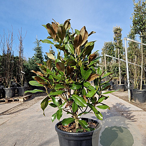 Magnolia grand. 'Galissonnière' 100-125 cm 40L