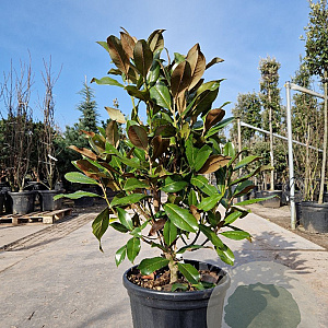 Magnolia grand. 'Galissonnière' 100-125 cm 40L