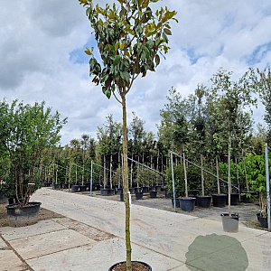 Magnolia grand. 'Galissonnière' 200 cm stam container 14-16 hoge lei
