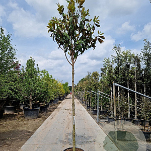 Magnolia grand. 'Galissonnière' 200 cm stam container 16-18 leiboom