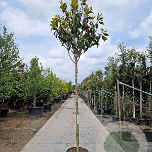 Magnolia grand. 'Galissonnière' 200 cm stam container 16-18 leiboom