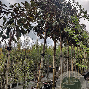Magnolia grand. 'Galissonnière' 200 cm stam container 16-18 leiboom