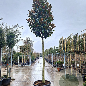 Magnolia grand. 'Galissonnière' 200 cm stam container 25-30