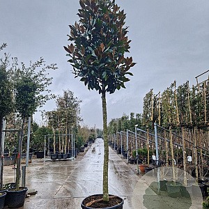 Magnolia grand. 'Galissonnière' 200 cm stam container 25-30