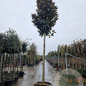 Magnolia grand. 'Galissonnière' 250 cm stam container 20-25