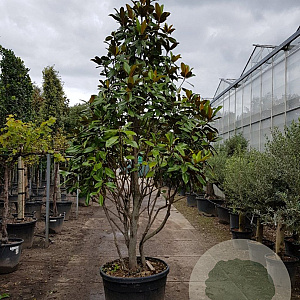 Magnolia grand. 'Galissonnière' 300-350 cm container paraplukroon