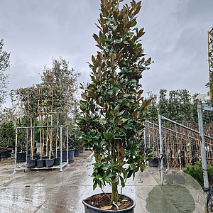 Magnolia grand. 'Galissonnière' 350-400 cm cont. 230L