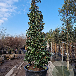 Magnolia grand. 'Galissonnière' 350-400 cm cont. 300L