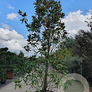 Magnolia grand. 'Galissonnière' 400-450 cm container