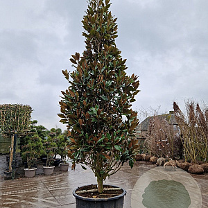 Magnolia grand. 'Galissonnière' 500-550 cm cont. 500L