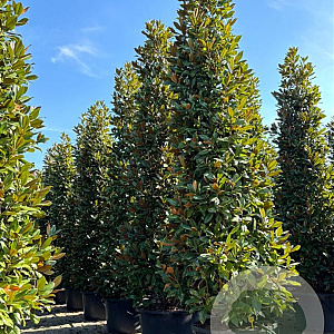 Magnolia grand. 'Galissonnière' 500-550 cm cont. 500L