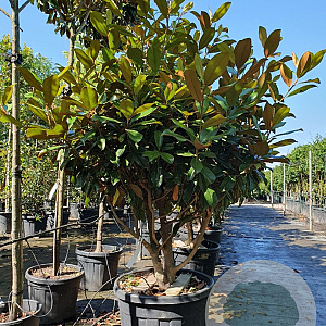 Magnolia grand. 'Goliath' 100-125 cm container piramide