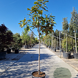 Magnolia grand. 'Goliath' 100 cm stam container 10-12HO