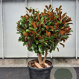 Magnolia grand. 'Goliath' 150-175 cm container solitair 40-45