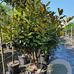 Magnolia grand. 'Goliath' 150-175 cm container solitair 40-45
