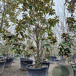Magnolia grand. 'Goliath' 300-325 cm container