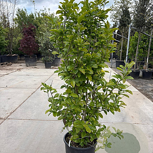 Magnolia 'George Henry Kern' 125-150 cm 25L
