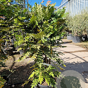 Mahonia media 'Charity' 100-125 cm 30L