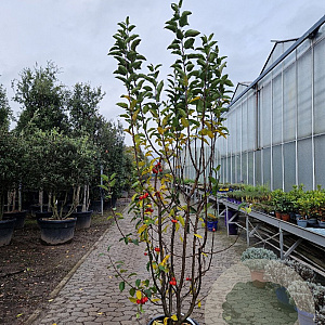 Malus 'Red Sentinel' 175-200 cm container meerstammig
