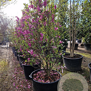 Magnolia 'Susan' 200-250 cm container extra