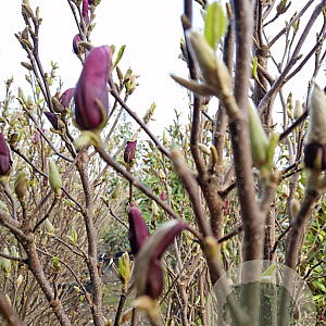 Magnolia 'Susan' 200-250 cm container extra