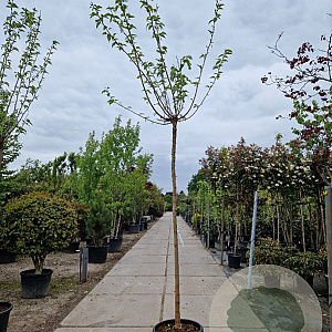 Morus alba 'Fruitless' 220 cm stam container 12-14