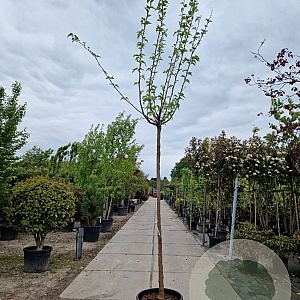 Morus alba 'Fruitless' 220 cm stam container 18-20 lei 150x120