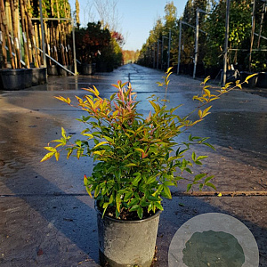 Nandina domestica 25-30 cm 3,0L