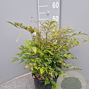 Nandina domestica 25-30 cm 3,0L