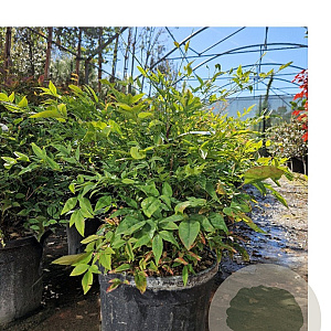 Nandina domestica 60-70 cm 15L