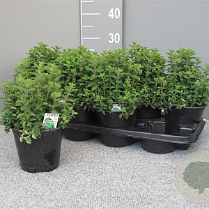 Origanum vulgare P14