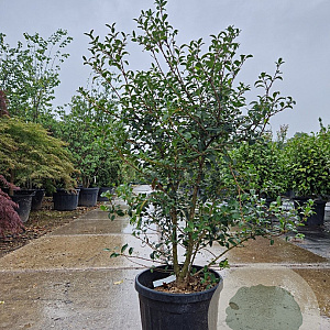 Osmanthus burkwoodii 80-100 cm 2,5L