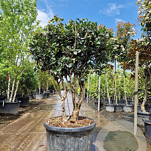 Osmanthus fortunei 140-160 cm container paraplu extra
