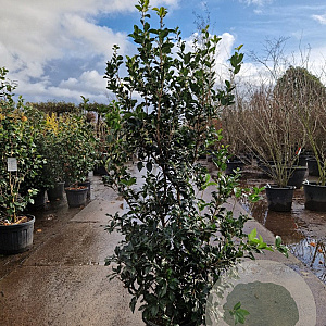 Osmanthus heterophyllus 150-175 cm 25L