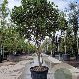 Osmanthus heterophyllus 150-175 cm container solitair 40-45