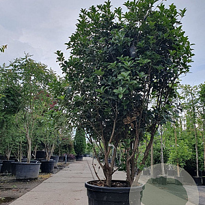 Osmanthus heterophyllus 175-200 cm container meerstammig