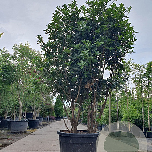 Osmanthus heterophyllus 175-200 cm container meerstammig