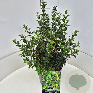 Osmanthus heterophyllus 40-50 cm 10L