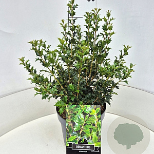 Osmanthus heterophyllus 40-50 cm 10L