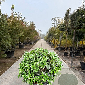 Osmanthus heterophyllus 50-60 cm container bol