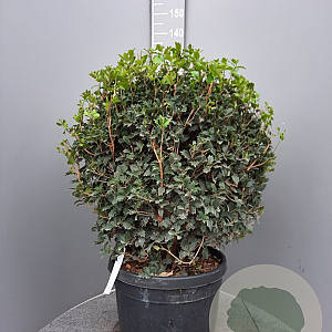 Osmanthus heterophyllus 80 cm 45L bol