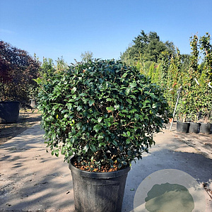 Osmanthus heterophyllus 80 cm 45L bol