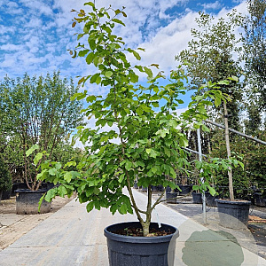 Parrotia persica 150-175 cm container meerstammig